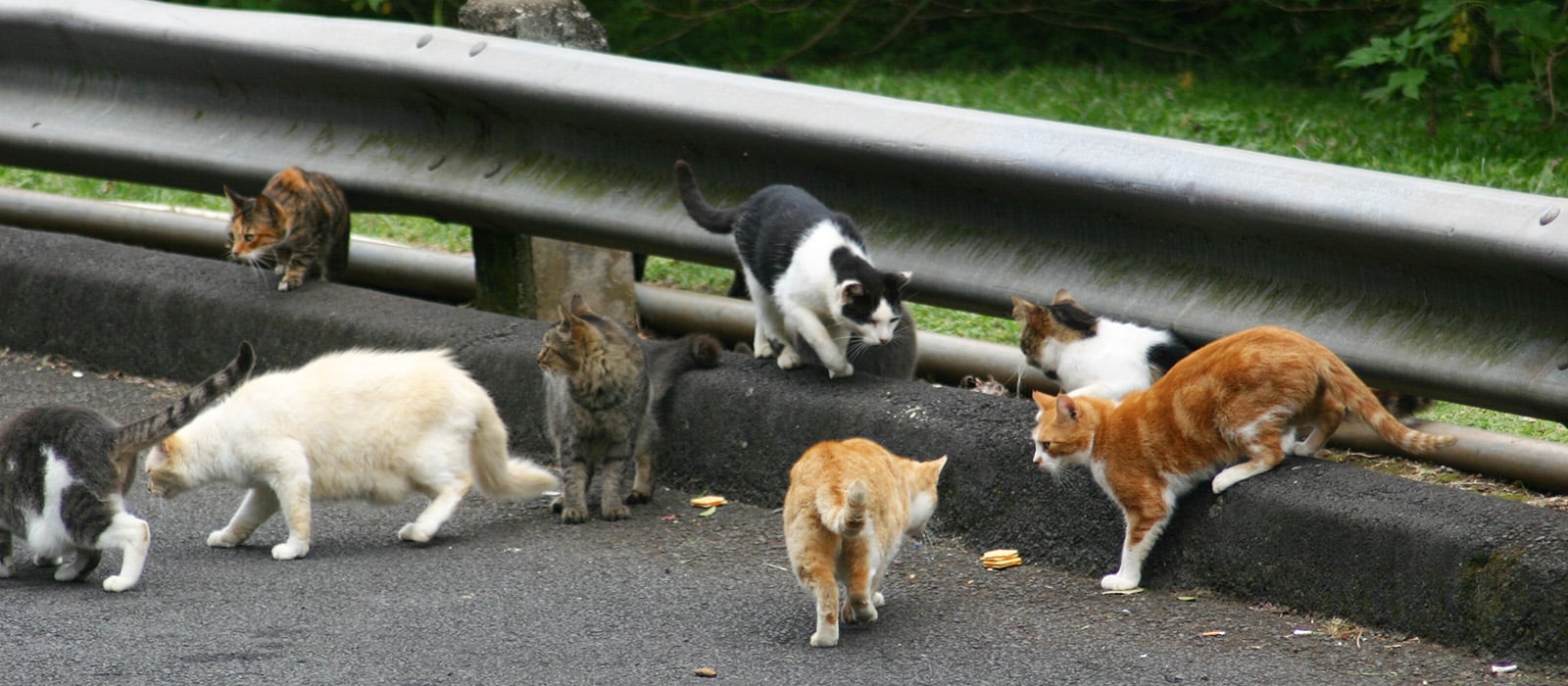 surpopulation des chats