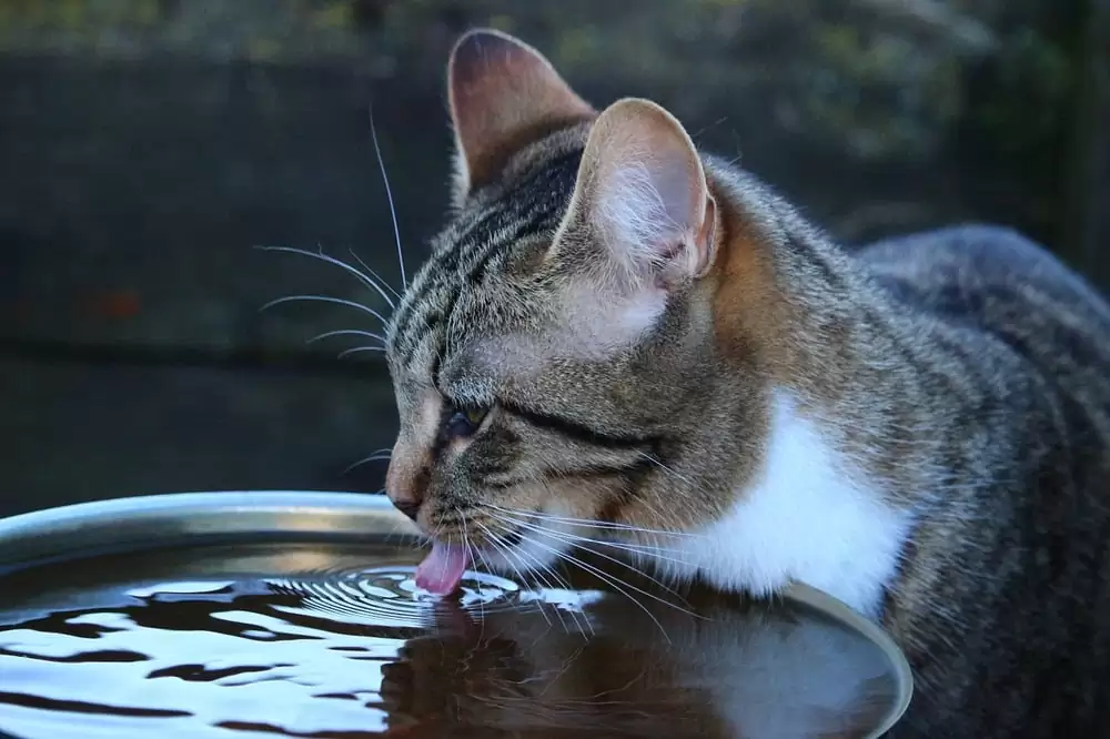 chat fontaine eau