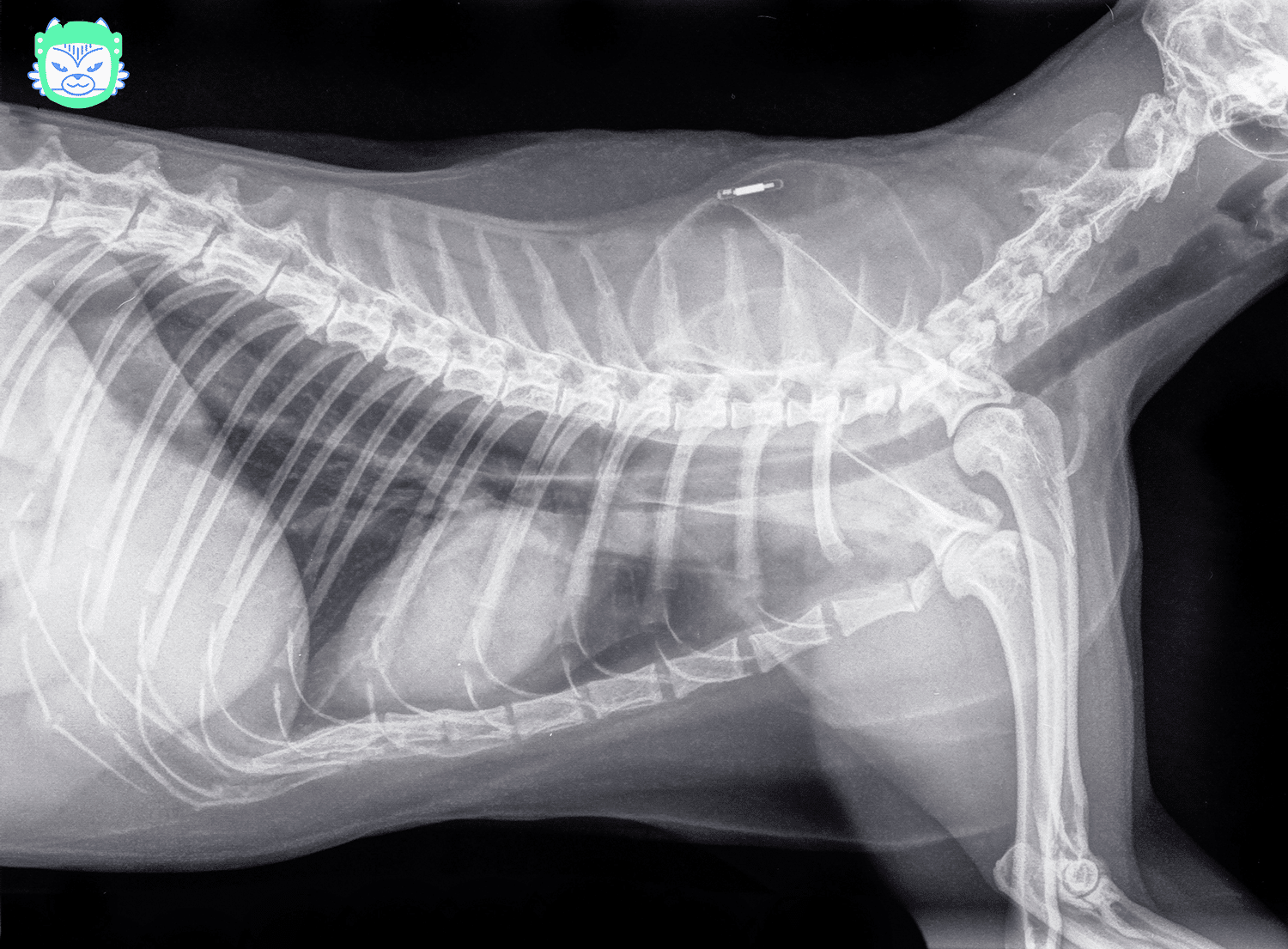 puce électronique chat radiographie