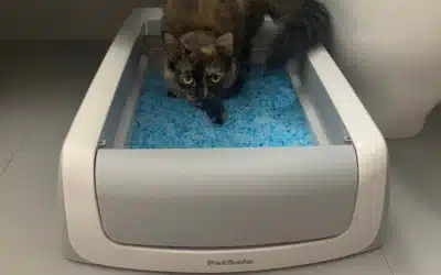 Comment changer le bac à litière ScoopFree de votre chat ?